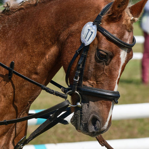 Deine personalisierte Trophäe zum Springturnier in Form eines einzigartigen lab-grown Diamanten aus Pferdemähne, einem Lederhalfter oder der Gewinnplakette.