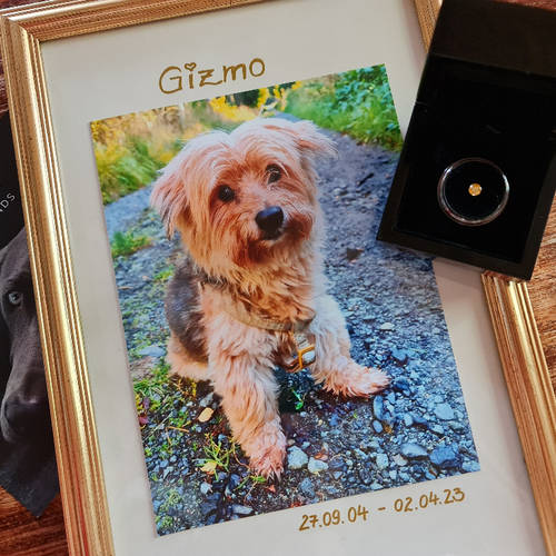 Diamantbestattung als gelber Diamant passend zur Farbe des Fells.